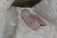 Orthosia gracilis