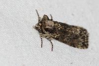Polyploca ridens