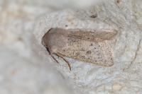 Orthosia gracilis