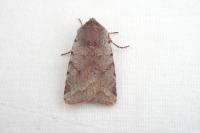 Cerastis rubricosa