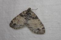 Lobophora halterata