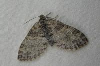 Lobophora halterata