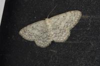 Scopula marginepunctata
