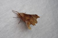 Selenia lunularia