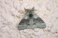 Calliteara pudibunda