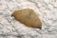 Watsonalla uncinula