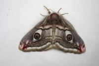 Saturnia pavonia