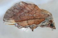 Phyllodesma suberifolia