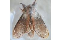 Stauropus fagi