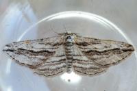 Ecleora solieraria
