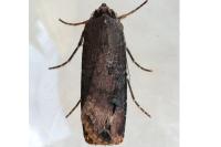 Agrotis ipsilon