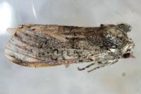 Polyploca ridens