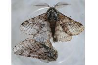 Lycia hirtaria