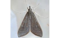 Mecyna asinalis