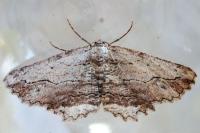 Menophra abruptaria