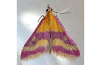 Pyrausta sanguinalis