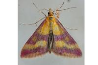 Pyrausta sanguinalis