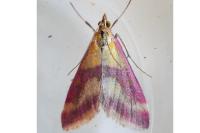 Pyrausta sanguinalis