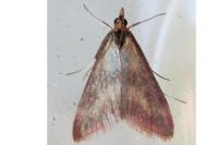 Pyrausta sanguinalis