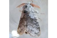 Calliteara pudibunda