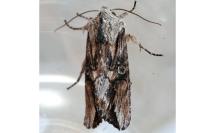 Egira conspicillaris