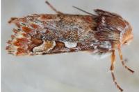 Panolis flammea