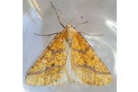 Aspitates ochrearia