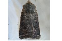 Spudaea ruticilla