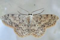 Scopula submutata roseonitens