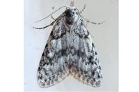 Nola cicatricalis