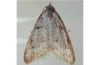 Nola thymula thymula