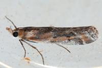 Ancylosis cinnamomella