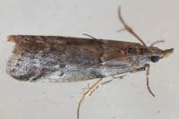 Acrobasis obliqua