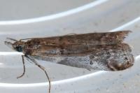 Acrobasis obliqua