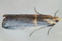 Oxybia transversella