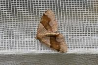 Plagodis pulveraria