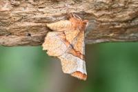 Selenia lunularia