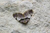 Anticlea derivata