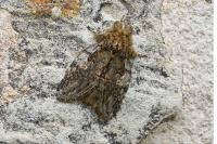 Peridea anceps