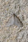 Trichopteryx carpinata