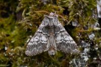 Drymonia ruficornis