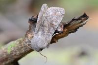 Orthosia incerta