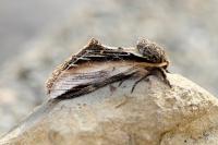 Pheosia tremula