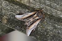 Pheosia tremula