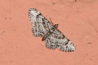 Gymnoscelis rufifasciata