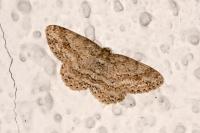Ectropis crepuscularia