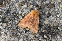 Conistra rubiginea