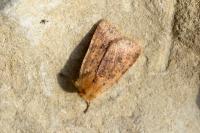 Conistra rubiginea