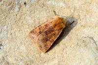 Conistra rubiginea