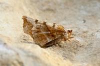 Selenia dentaria